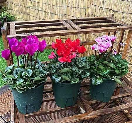 绿植怎样养才能更茂盛