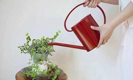 绿植怎样养才能更茂盛