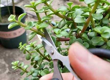 绿植怎样养才能更茂盛