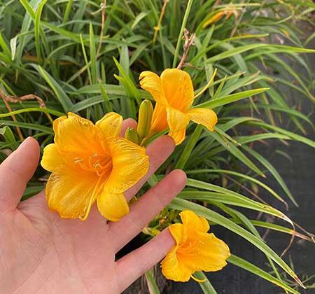 绿植怎样养才能更茂盛