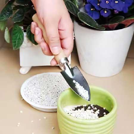 绿植怎样养才能更茂盛