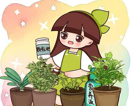 绿植如何养护