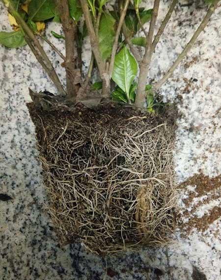 绿植如何养护