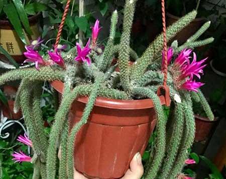 孔雀绒绿植的养殖方法
