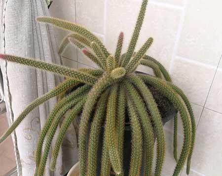 孔雀绒绿植的养殖方法