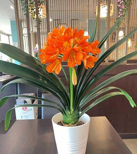 春天客厅适合养什么花