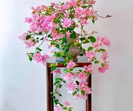 春天客厅适合养什么花