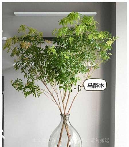 能在水里养的植物