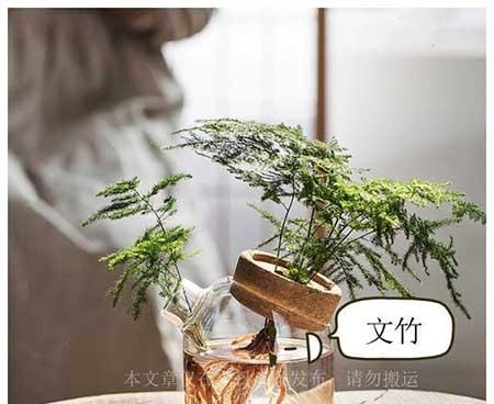能在水里养的植物