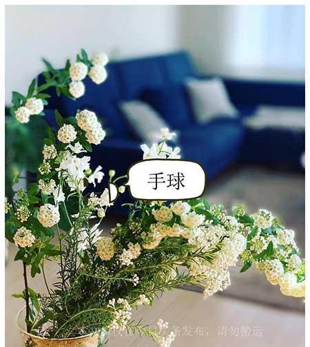 能在水里养的植物