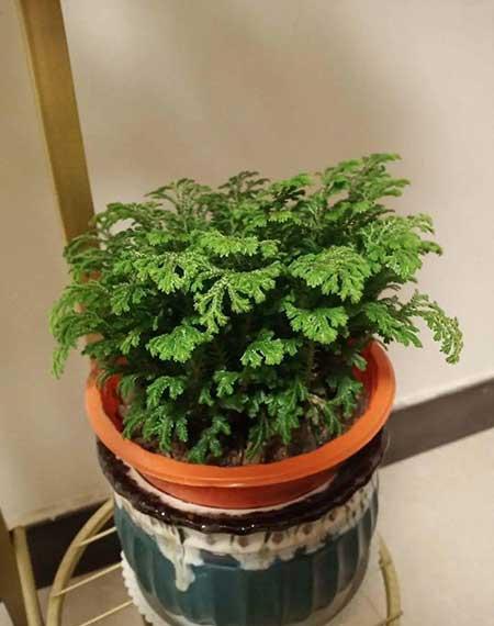 绿植家里养什么好