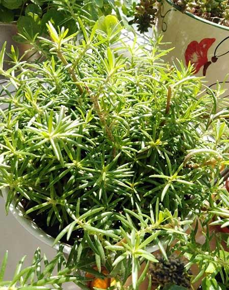 绿植家里养什么好