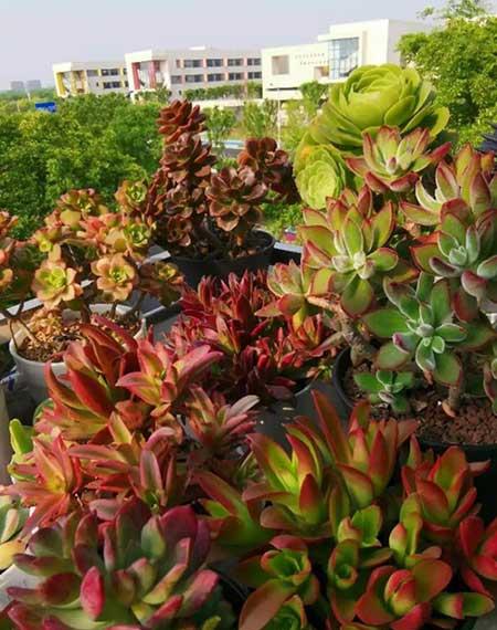 绿植家里养什么好