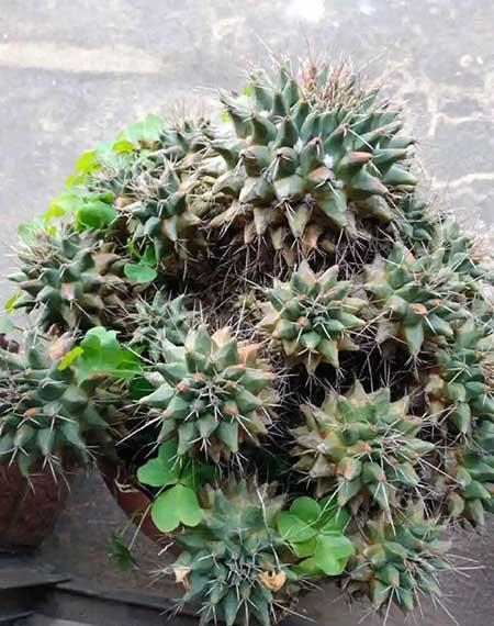 绿植家里养什么好