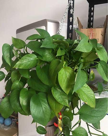 绿植家里养什么好