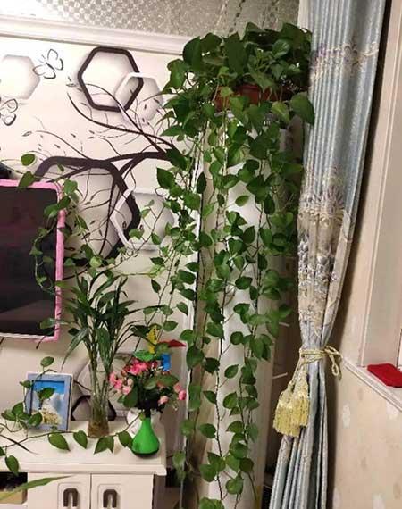 绿植家里养什么好