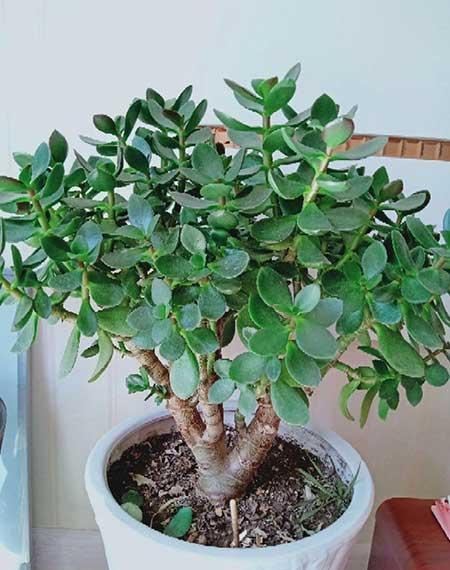 绿植家里养什么好
