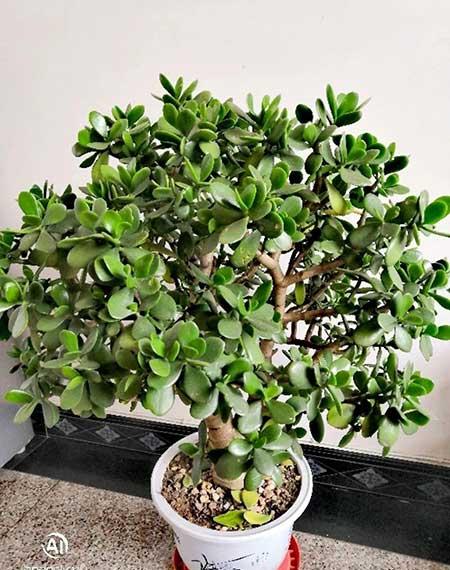 绿植家里养什么好