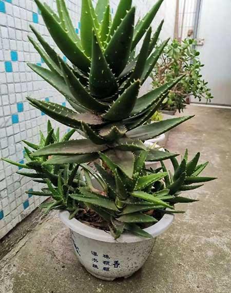 绿植家里养什么好