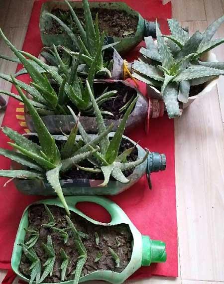 绿植家里养什么好