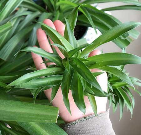绿植家里养什么好