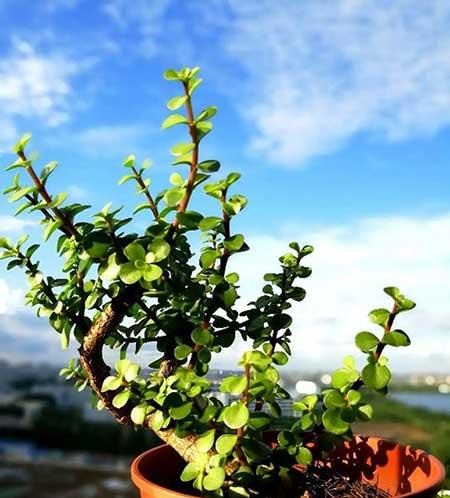 绿植家里养什么好