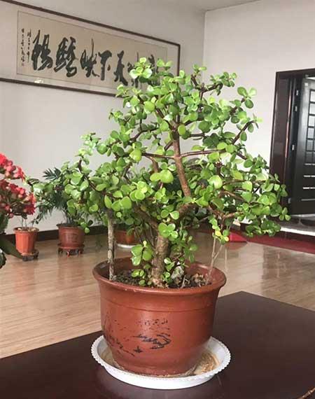 绿植家里养什么好