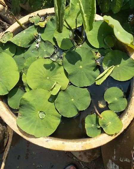 绿植家里养什么好