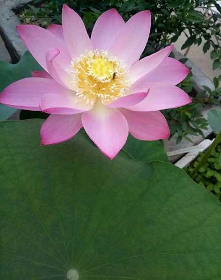 绿植家里养什么好