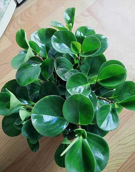 绿植家里养什么好