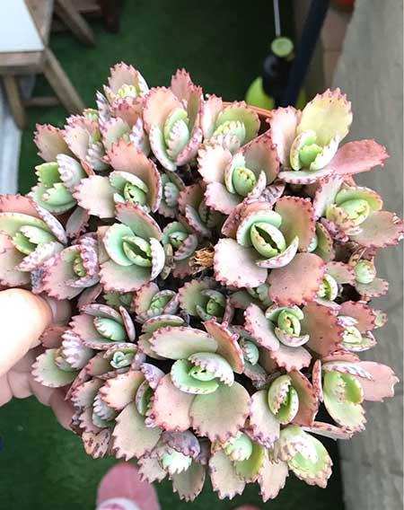 绿植家里养什么好