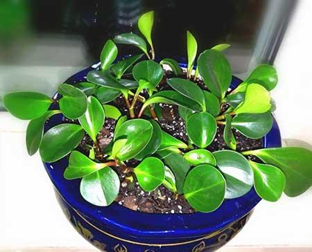 绿植家里养什么好