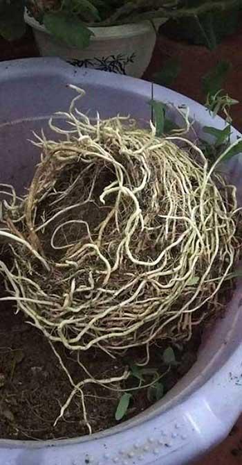 绿植家里养什么好