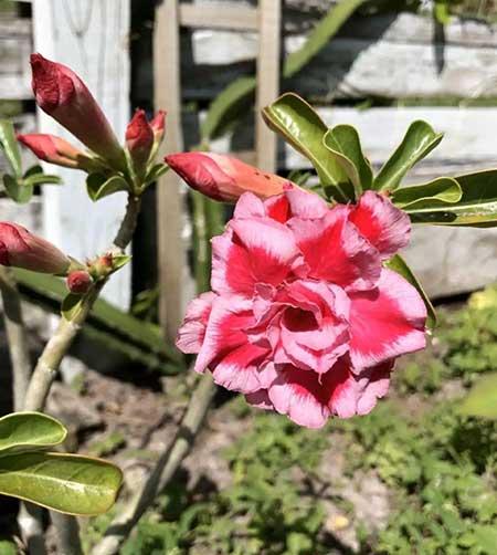 绿植家里养什么好