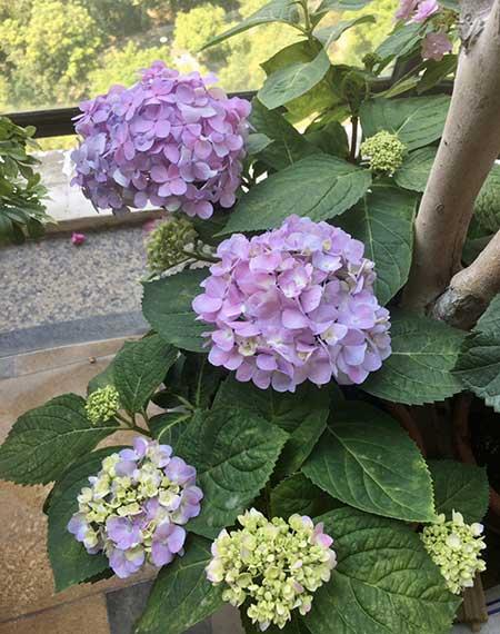 绿植家里养什么好