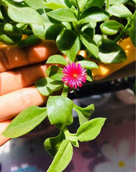 绿植家里养什么好
