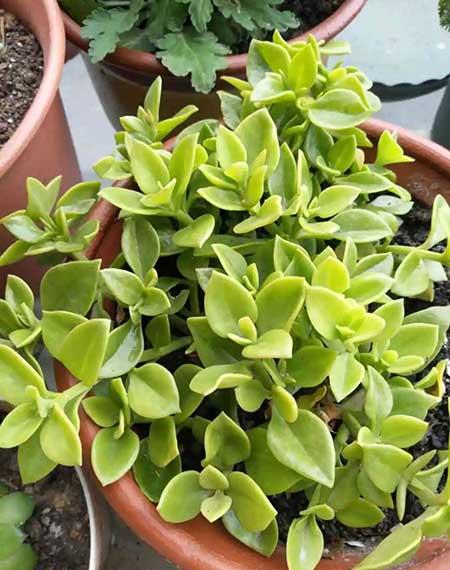 绿植家里养什么好