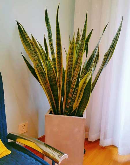 绿植家里养什么好