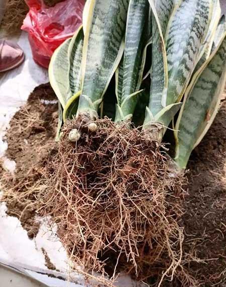 绿植家里养什么好
