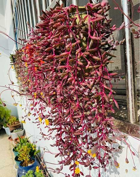 绿植家里养什么好
