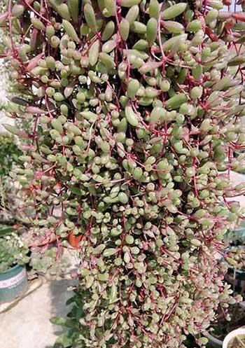 绿植家里养什么好