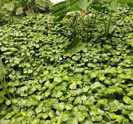 绿植家里养什么好