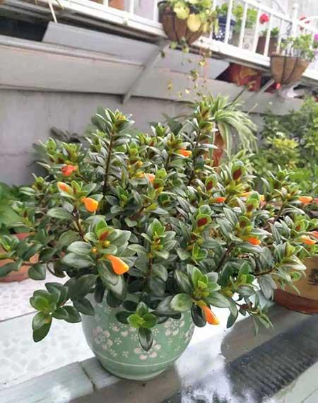 绿植家里养什么好