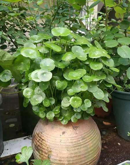 绿植家里养什么好