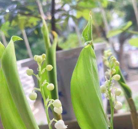 北窗台适合养什么花