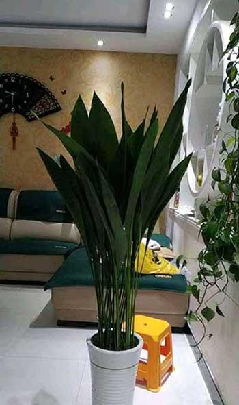北窗台适合养什么花