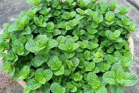 薄荷绿植怎么养