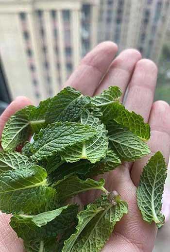 薄荷绿植怎么养