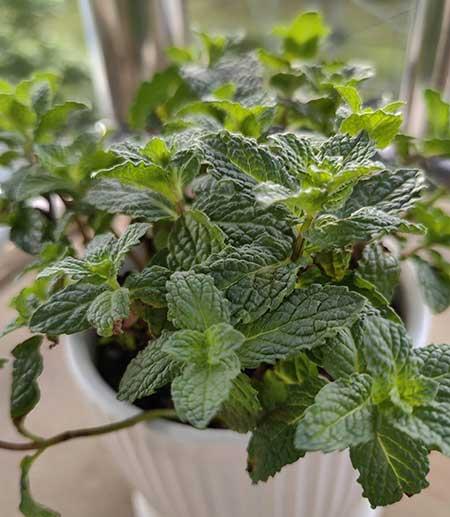 薄荷绿植怎么养