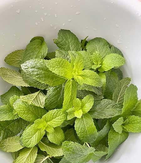 薄荷绿植怎么养